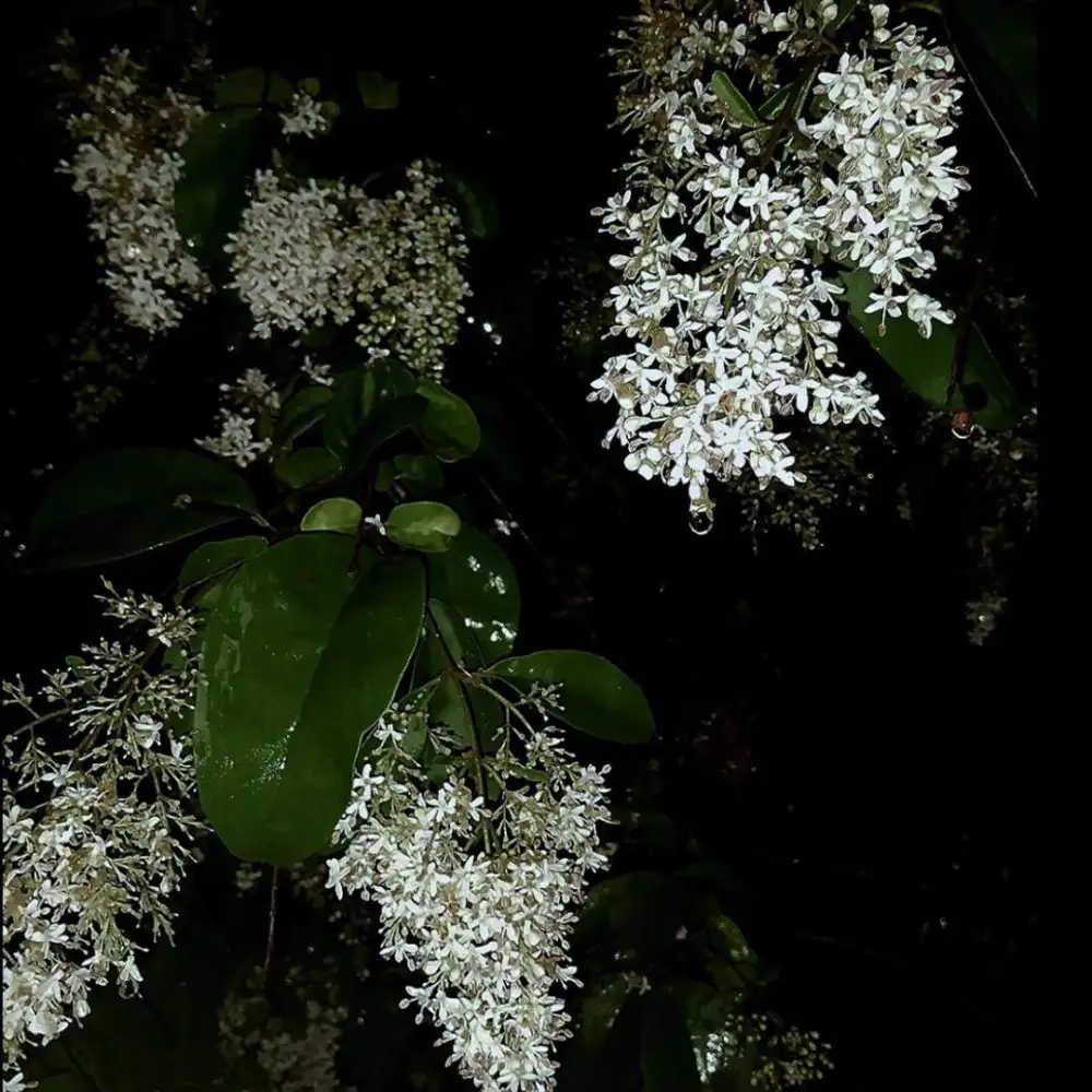 我们因石楠花相遇，与你时却不自言，终在石楠下最后携手