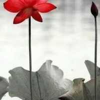 有禅意的哲理句子