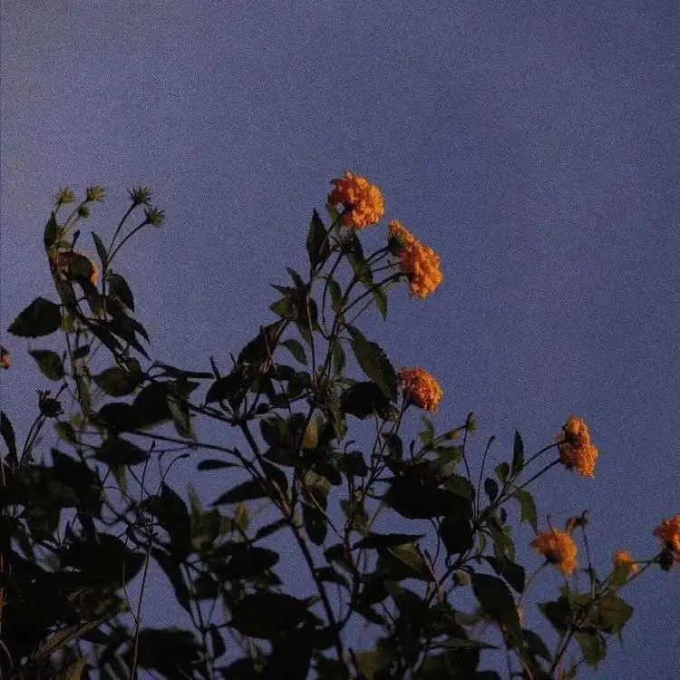 『白中小破班语录』