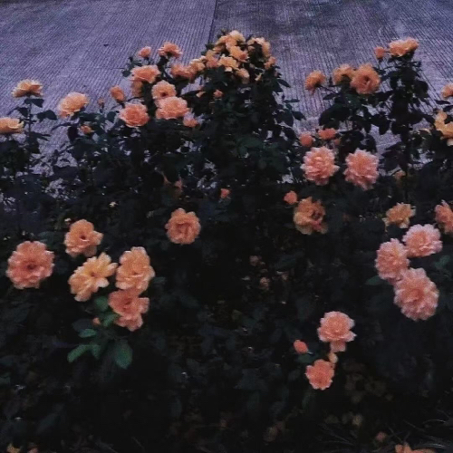 最痛苦的不是曾经拥有 而是差一点就可以