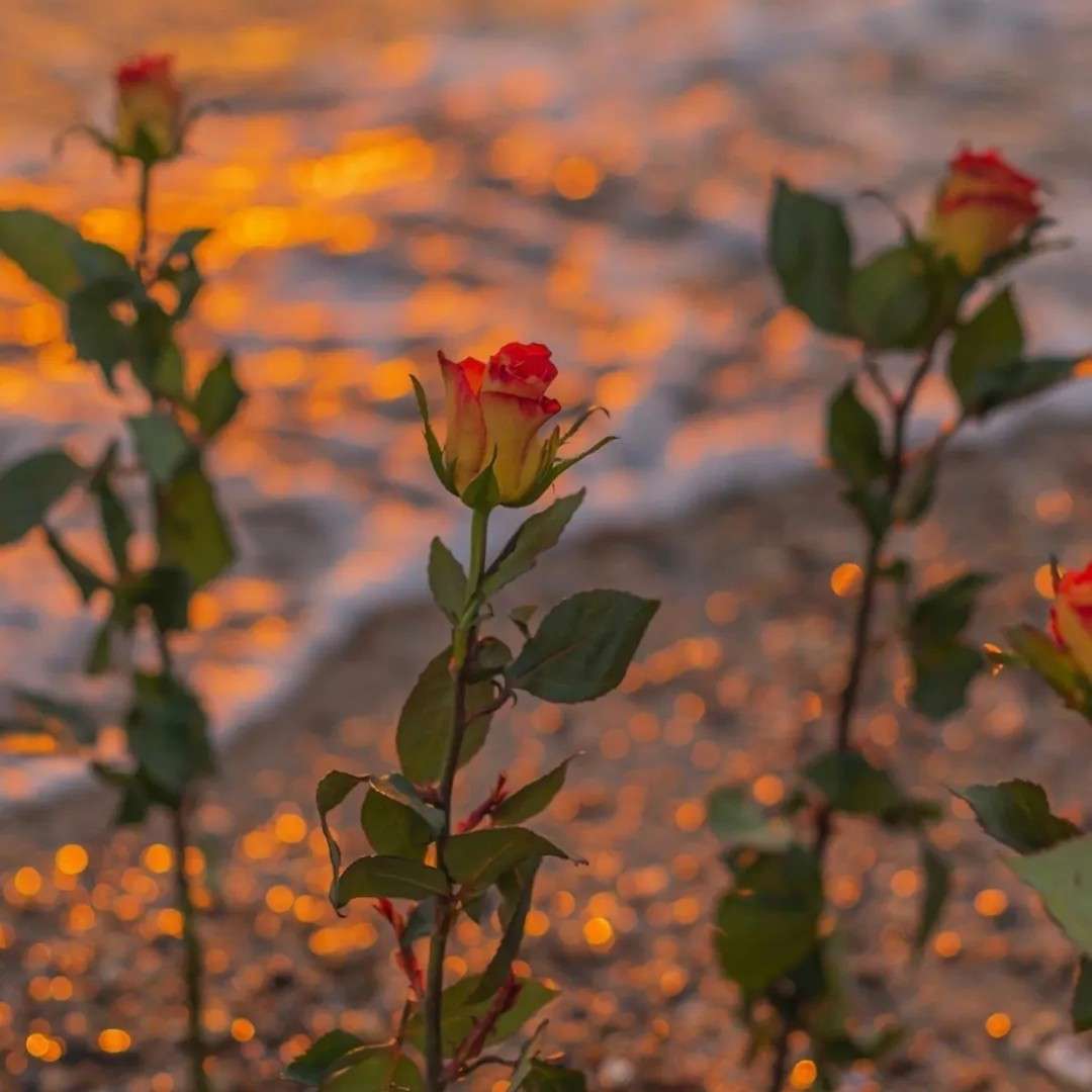 帮助到我的小暖