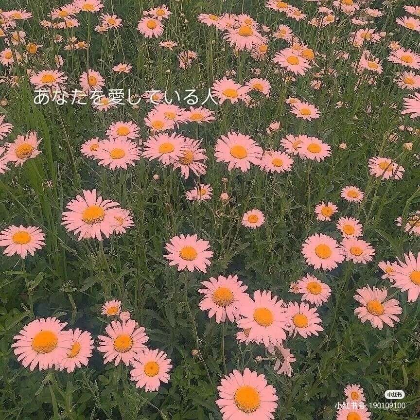 南栀倾寒ོꦿ的专辑