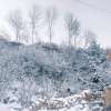 雪中悍刀行