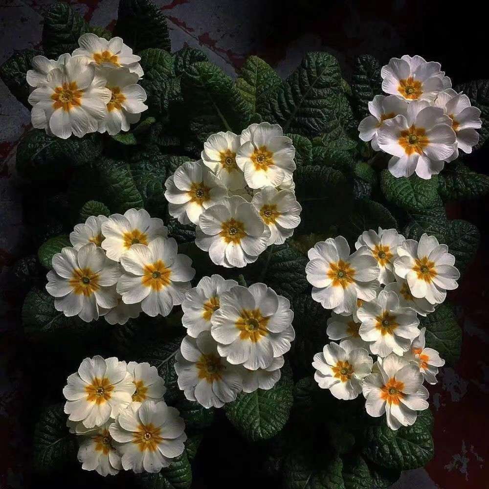 歌词｜人生不能回头