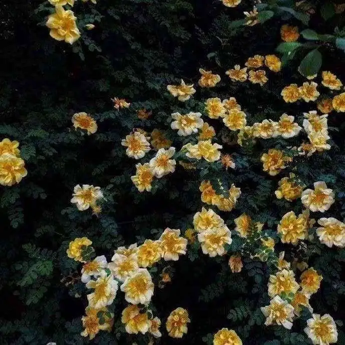 小说摘抄句