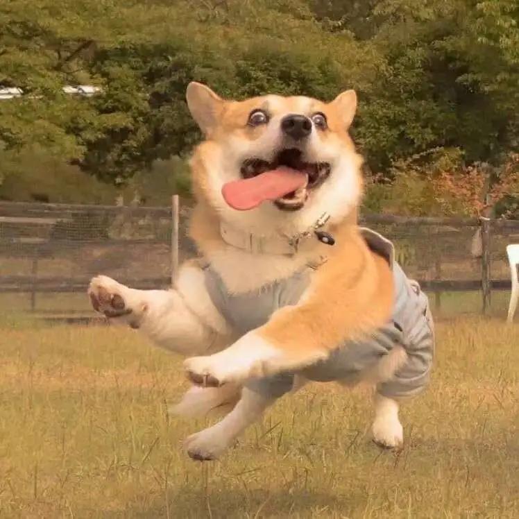 沙雕句