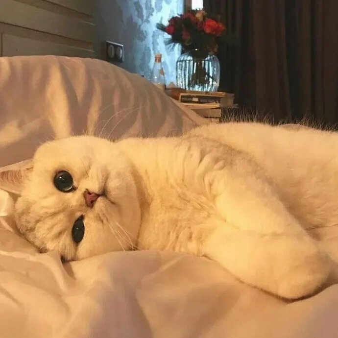 可爱，没有眼袋