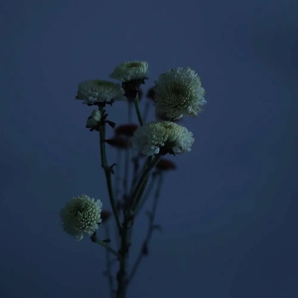 《苍白爱情》