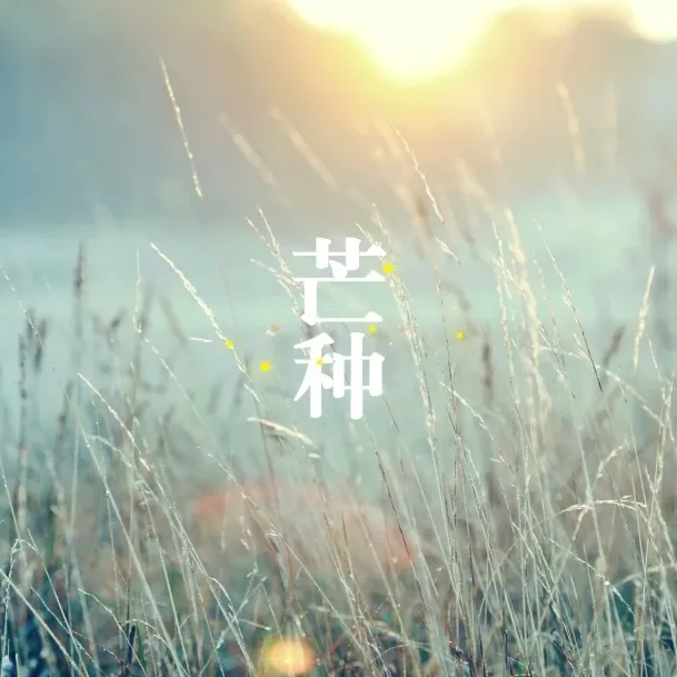 芒种文案