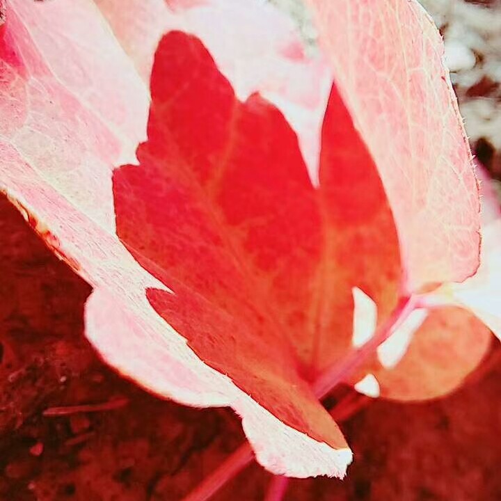 心若向阳，无畏悲伤🙉