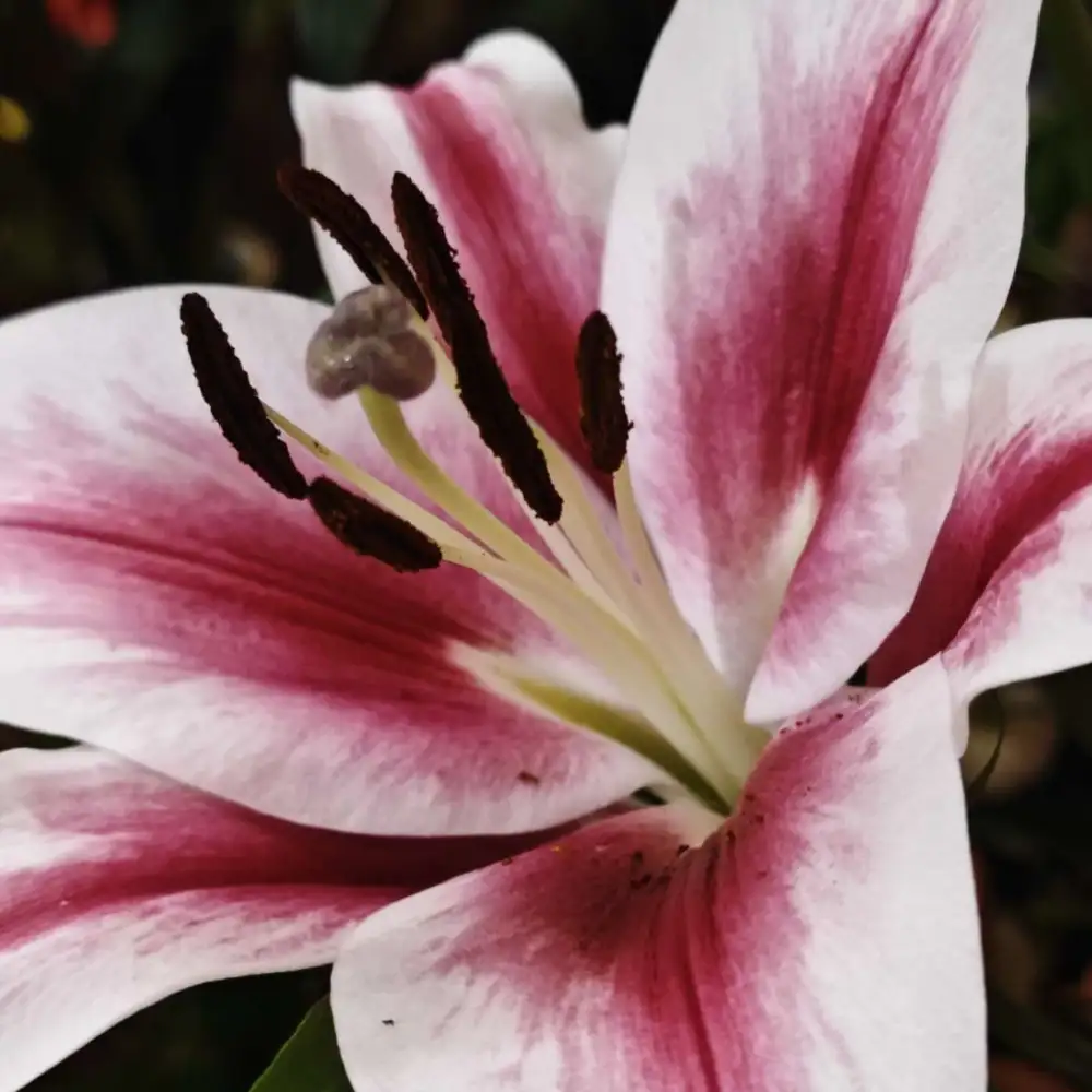 甜蜜蜜