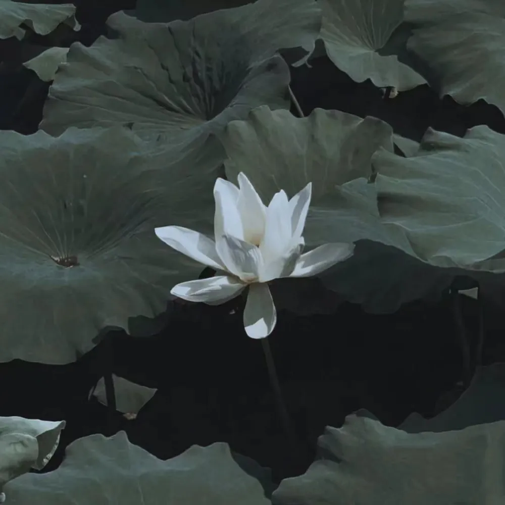 花的语言