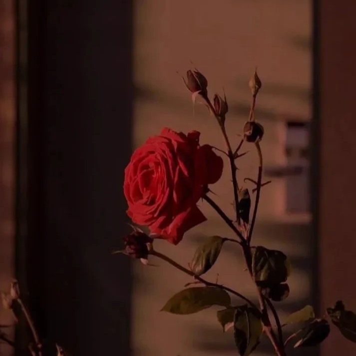 查令十字街84号