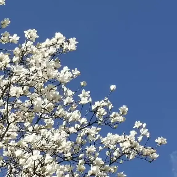 诗酒年华