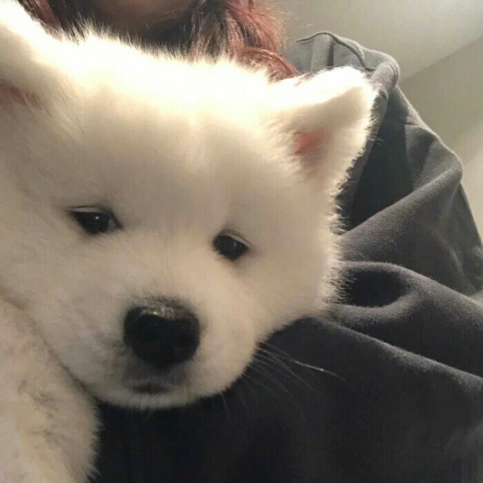 秋天的怀念 史铁生