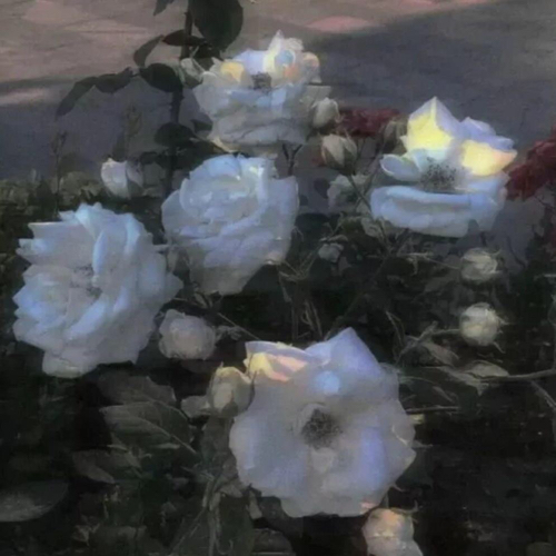 Yyyyyyyux-🔗的专辑