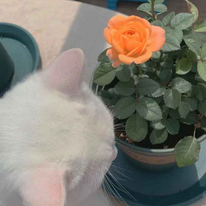 他山之石以攻玉