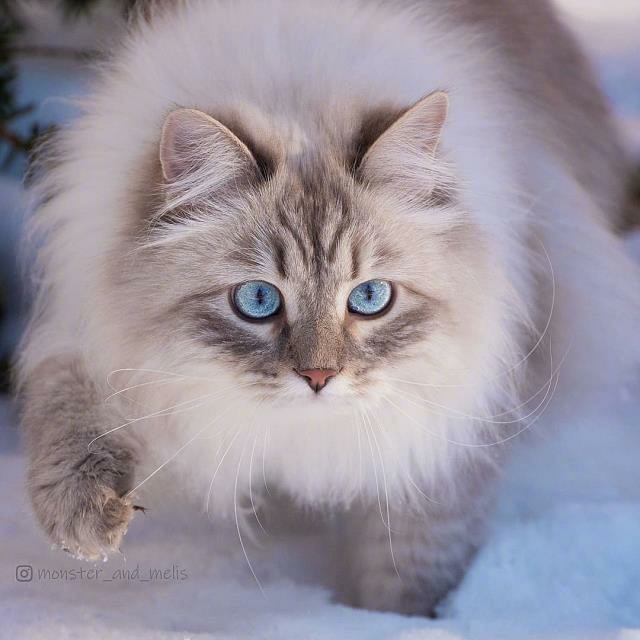 公子翎随笔原创