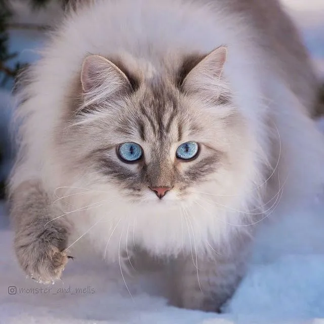 公子翎随笔原创