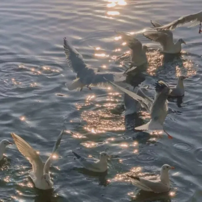 无关爱情的文案