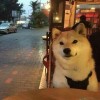 091的狗