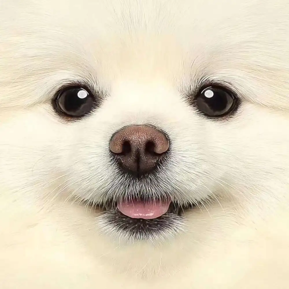 小狗文学