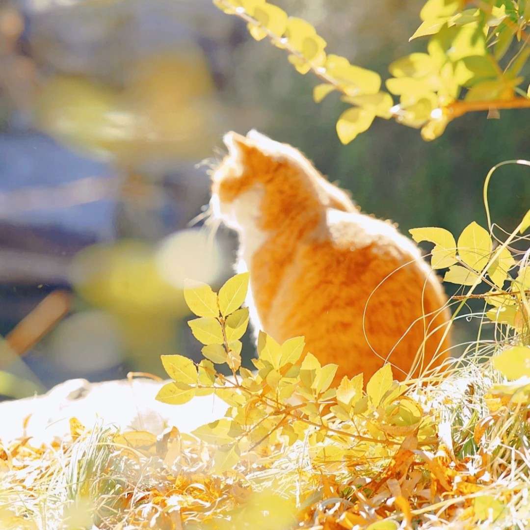 追梦小喵的专辑