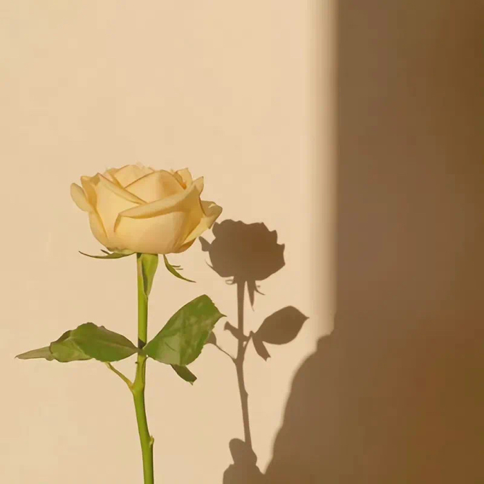 干净文艺的神仙治愈文案