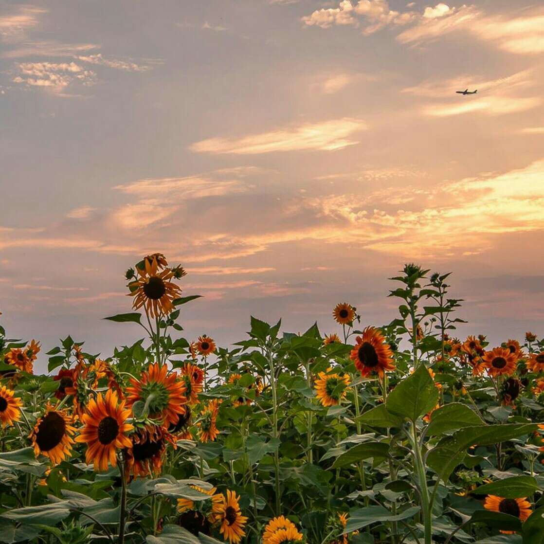 放风筝不会断线