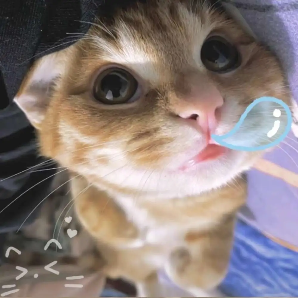 笨蛋