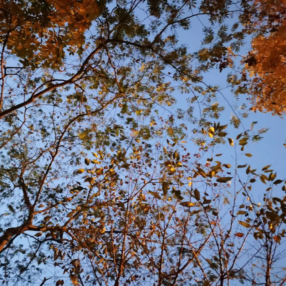 诗歌