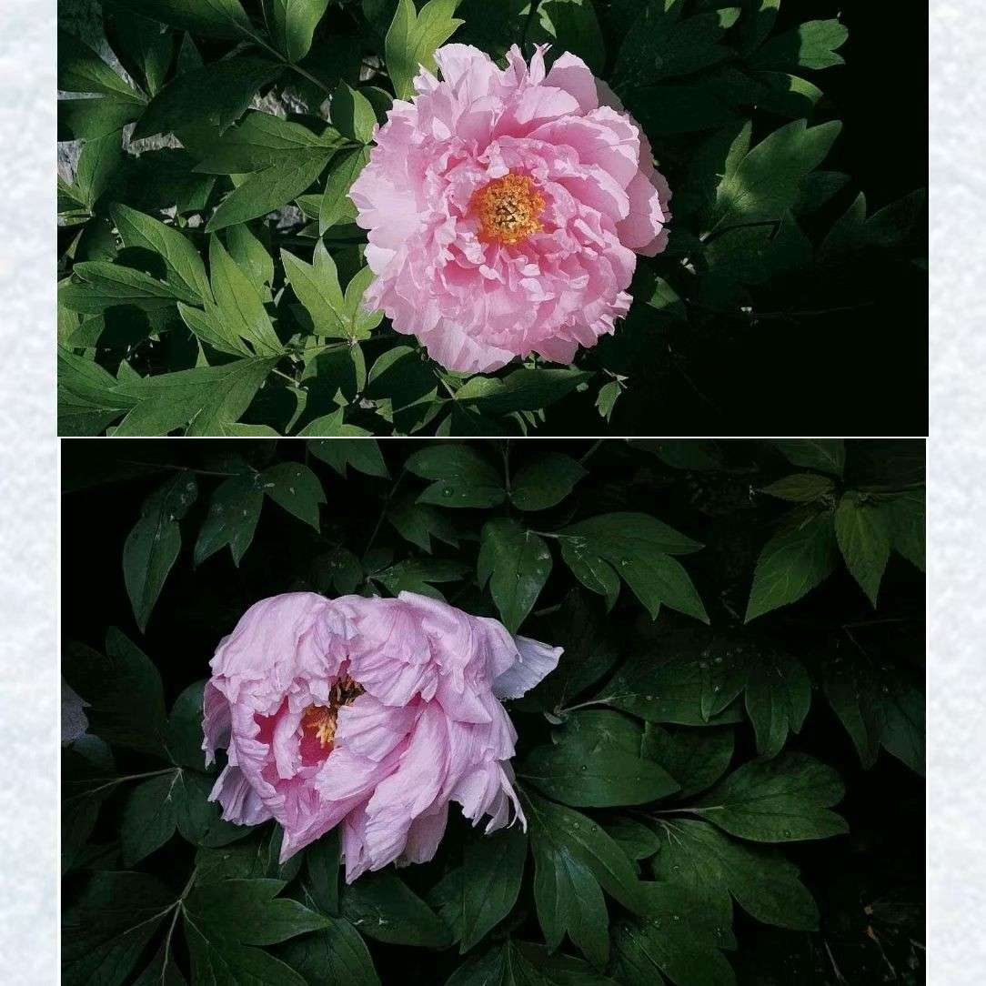 零零碎碎的莉莉安
