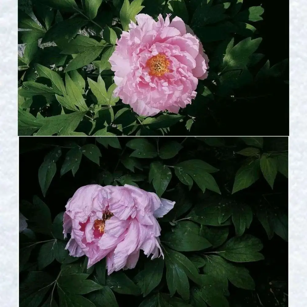 零零碎碎的莉莉安