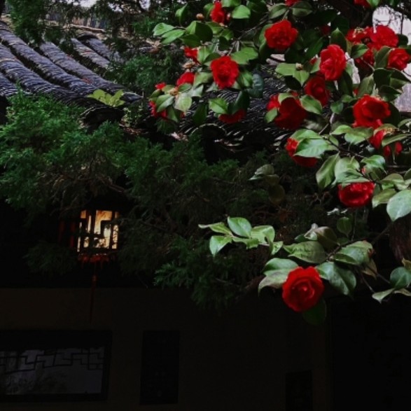 《山茶文具店》