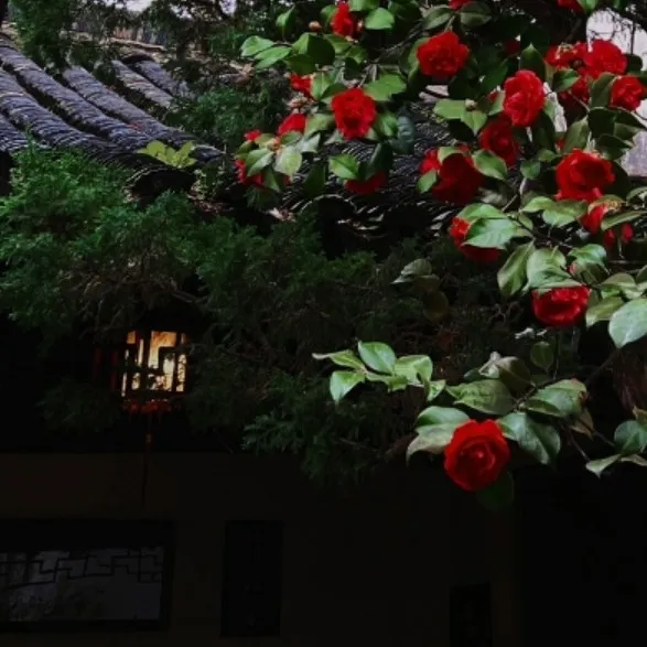 《山茶文具店》