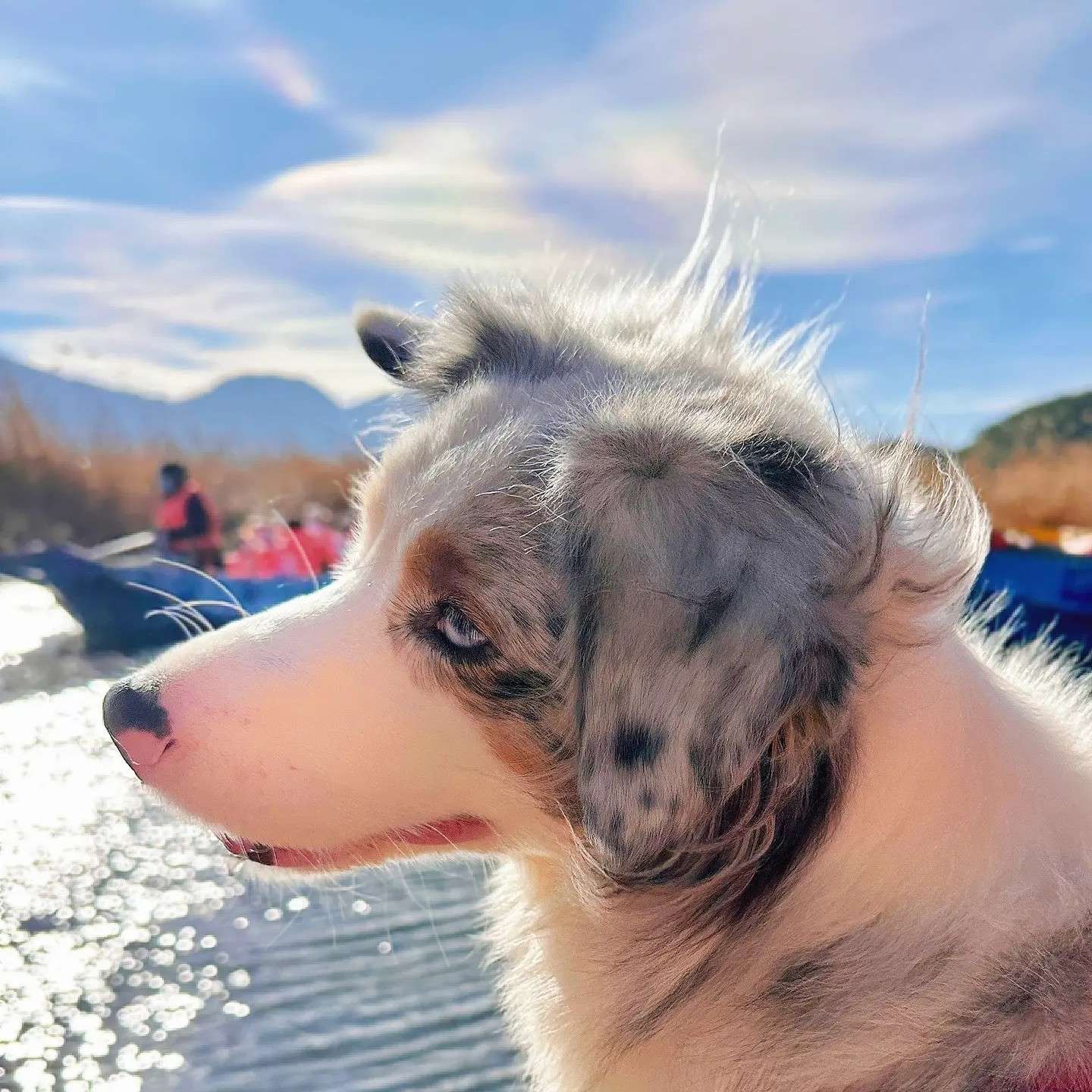 《暗恋·橘生淮南》