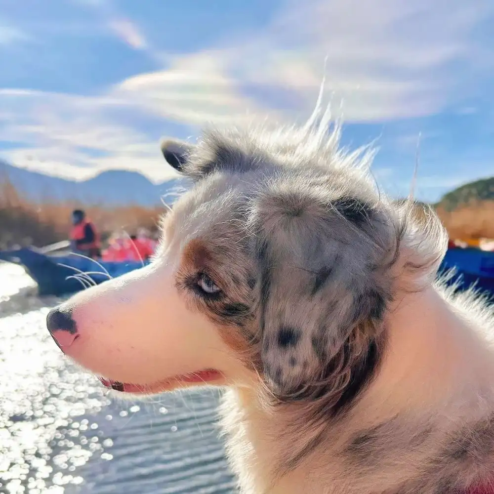 《暗恋·橘生淮南》