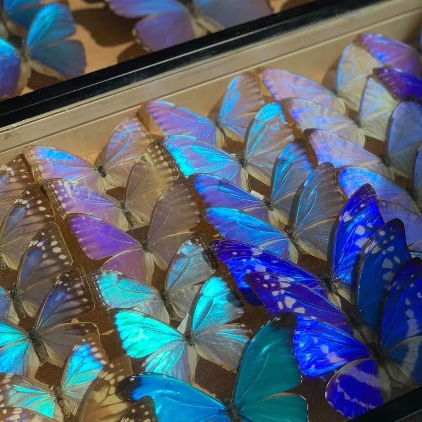 僞艺术家的专辑