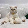白色。