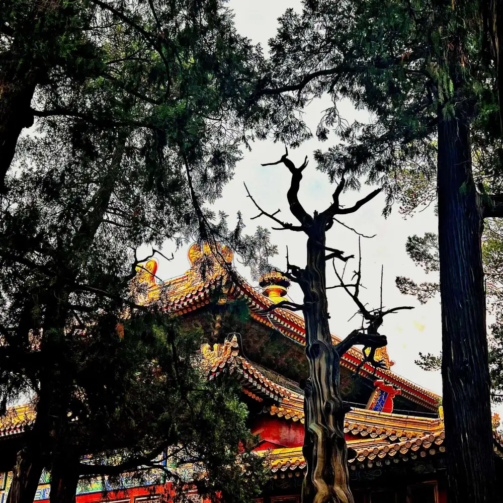 我的专辑