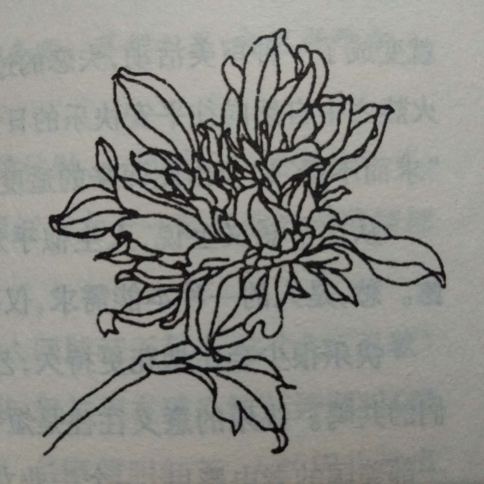 苏缨《纳兰词典评》