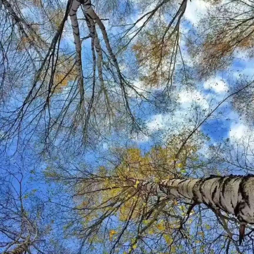 月圆李十二的专辑