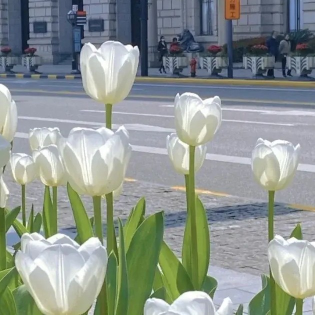 莫格奈子的专辑