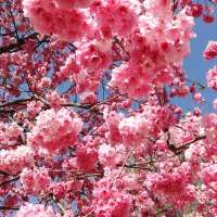 别情深埋意迷离， 痴缠错绕难自弃。 清泪对雨两相宜， 如茶似啡沁心脾。