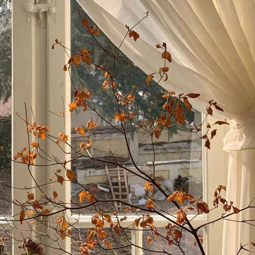 十年一品温如言