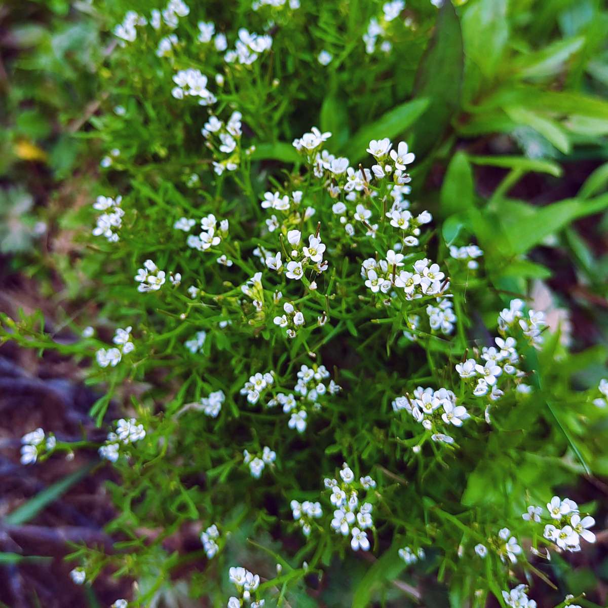 情(๑• . •๑)