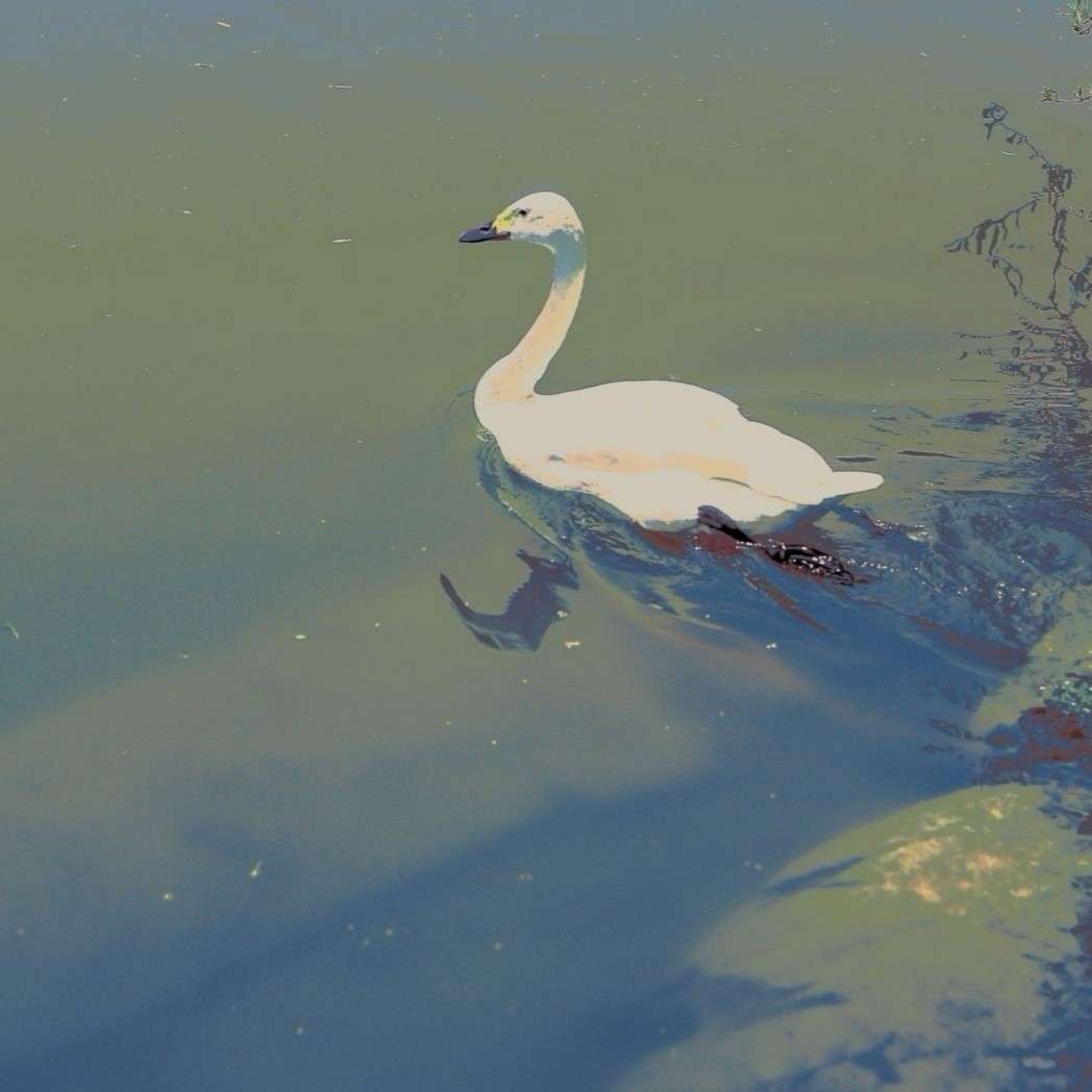 ᵕ̈ 关于黄昏の句子ᐝ