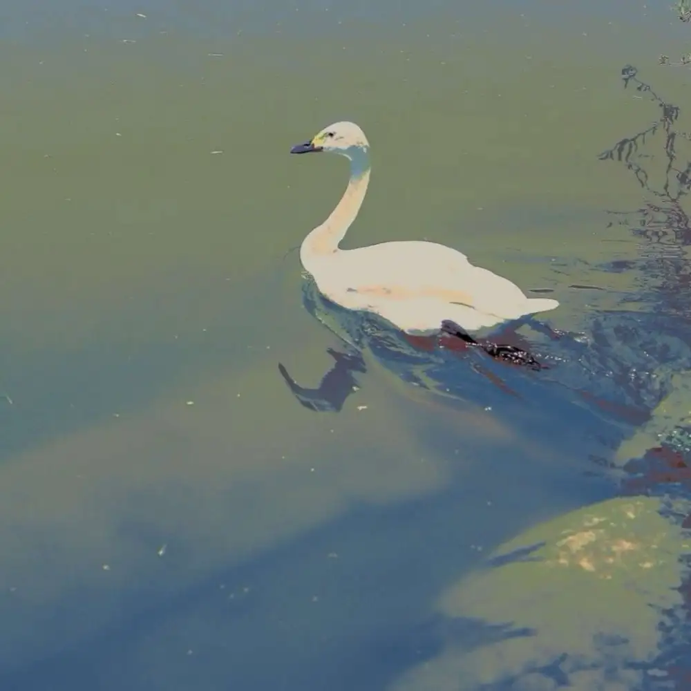 ᵕ̈ 关于黄昏の句子ᐝ