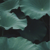 荷