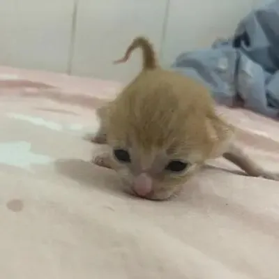 什么是生命？